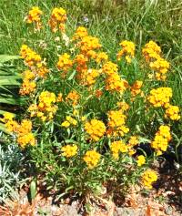 Photo d'Erysimum capitatum