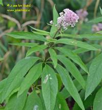Photo d'eupatoire macul�e - Eupatorium maculatum