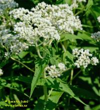 Photo d'eupatoire perfoli�e - Eupatorium perfoliatum