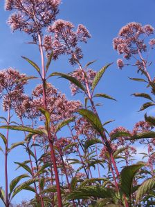 Photo d'eupatoire - Eupatorium purpureum