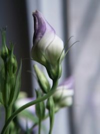 Photo de fleur de lisianthus - Eustoma grandiflorum