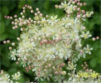 Filipendula purpurea elegans alba - Photo de filipendule