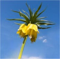 Photo de fritillaire couronne imp�riale - Fritillaria imperialis