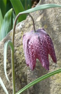 Photo de fritillaire m�l�agre - Fritillaria meleagris