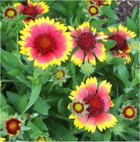 Gaillardia grandiflora Goblin - Photo de gaillarde goblin