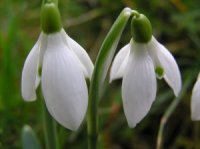 Galanthus nivalis - Photo de fleurs de perce-neige
