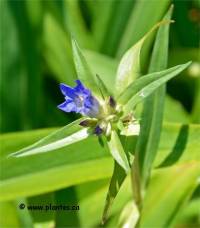 Photo de gentiane croisette - Gentiana cruciata