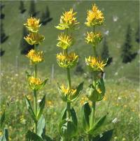 Photo de gentiane jaune - Gentiana lutea