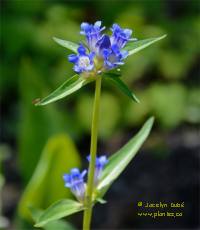 Photo de gentiane des marais - Gentiana pneumonanthe