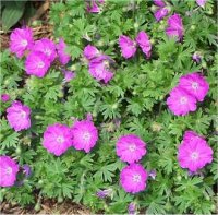 Geranium himalayense - G�ranium grandiflorum