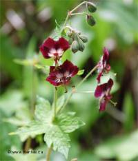 Photo de g�ranium livide - Geranium phaeum