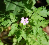 Photo d'herbe � robert - Geranium robertianum