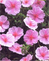 Geranium sanguineum - Photo de g�ranium