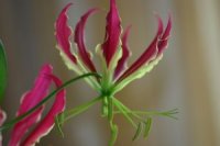 Gloriosa Rothschildiana - Photo de lis du Malabar