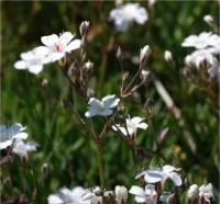 Gypsophila repens - Photo de fleur de Gypsophile rampante