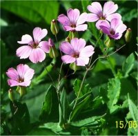 Gypsophila rosa - Photo de fleur de Gypsophile