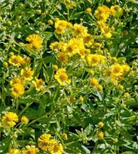 Photo d'h�l�nie - Helenium