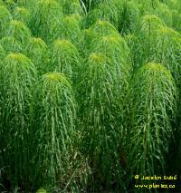 Photo d'H�lianthe � feuilles de saule - Helianthus salicifolius