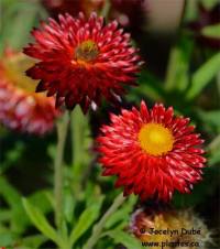 Photo de fleur d'Immortelle - Helichrysum bracteatum