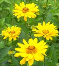 Heliopsis scabra - Heliopsis Soleil d'or