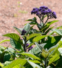 Photo d'h�liotrope du P�rou - Heliotropium arborescens