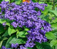 Photo d'h�liotrope hybride - Heliotropium x hybridum