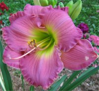 Hemerocallis Absolute Treasure - H�m�rocalle