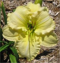 Hemerocallis Alabaster moon - H�m�rocalle