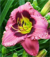 Hemerocallis Always afternoon - H�m�rocalle