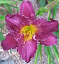 Hemerocallis Apollodorus - H�m�rocalle