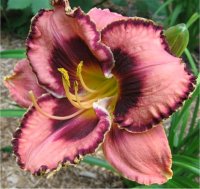 Hemerocallis Awesome blossom - H�m�rocalle