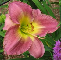 Hemerocallis Benchmark - Image d'h�m�rocalle