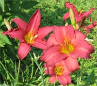 Hemerocallis Bourdon king - Photo d'h�m�rocalle