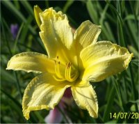 Hemerocallis Chartreuse Magic - H�m�rocalle