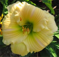 Hemerocallis Creole Heir - Photo d'h�m�rocalle