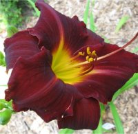 Hemerocallis Dominic - H�m�rocalle