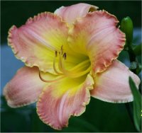 Hemerocallis Dublin Elaine - H�m�rocalle