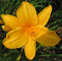 Hemerocallis Encore - Photo d'une h�m�rocalle