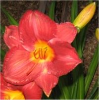 Hemerocallis Flamenco queen - H�m�rocalle