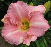 Hemerocallis Frosted pink ice - H�m�rocalle