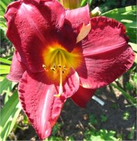 Hemerocallis Fudge Sundae - H�m�rocalle