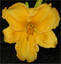 Hemerocallis Jen Melon - H�m�rocalle