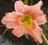 Hemerocallis Judith - H�m�rocalle