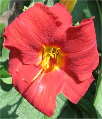 Hemerocallis Lanny - Photo d'une fleur d'h�m�rocalle