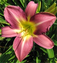 Hemerocallis Lavender deal - Photo d'h�m�rocalle en fleur