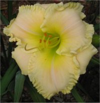 Hemerocallis Magnificience de l'Ile - Photo de fleur d'H�m�rocalle