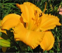 Hemerocallis Marys Gold - H�m�rocalle