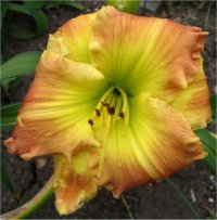 Hemerocallis Matt - H�m�rocalle