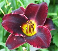 Hemerocallis Midnight Magic - H�m�rocalle