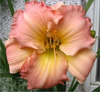 Hemerocallis Molino First Lady - Photo d'h�m�rocalle en fleur